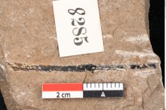 Foto (Detailansicht) von Araucaria sternbergii Goeppert (NHMW-GEO-2024-0188-8285)